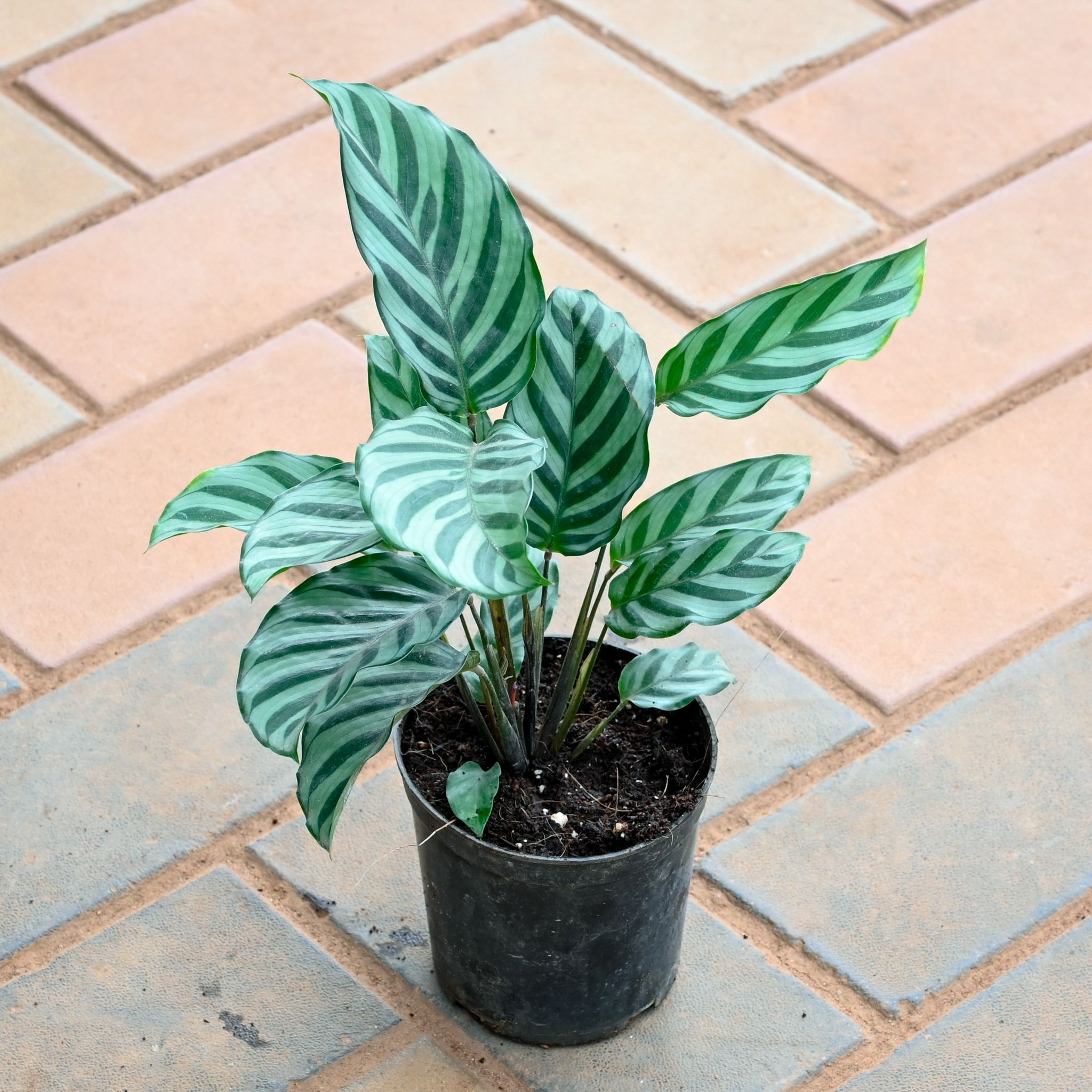 Calathea Freddie in 4 Inch Nursery Pot