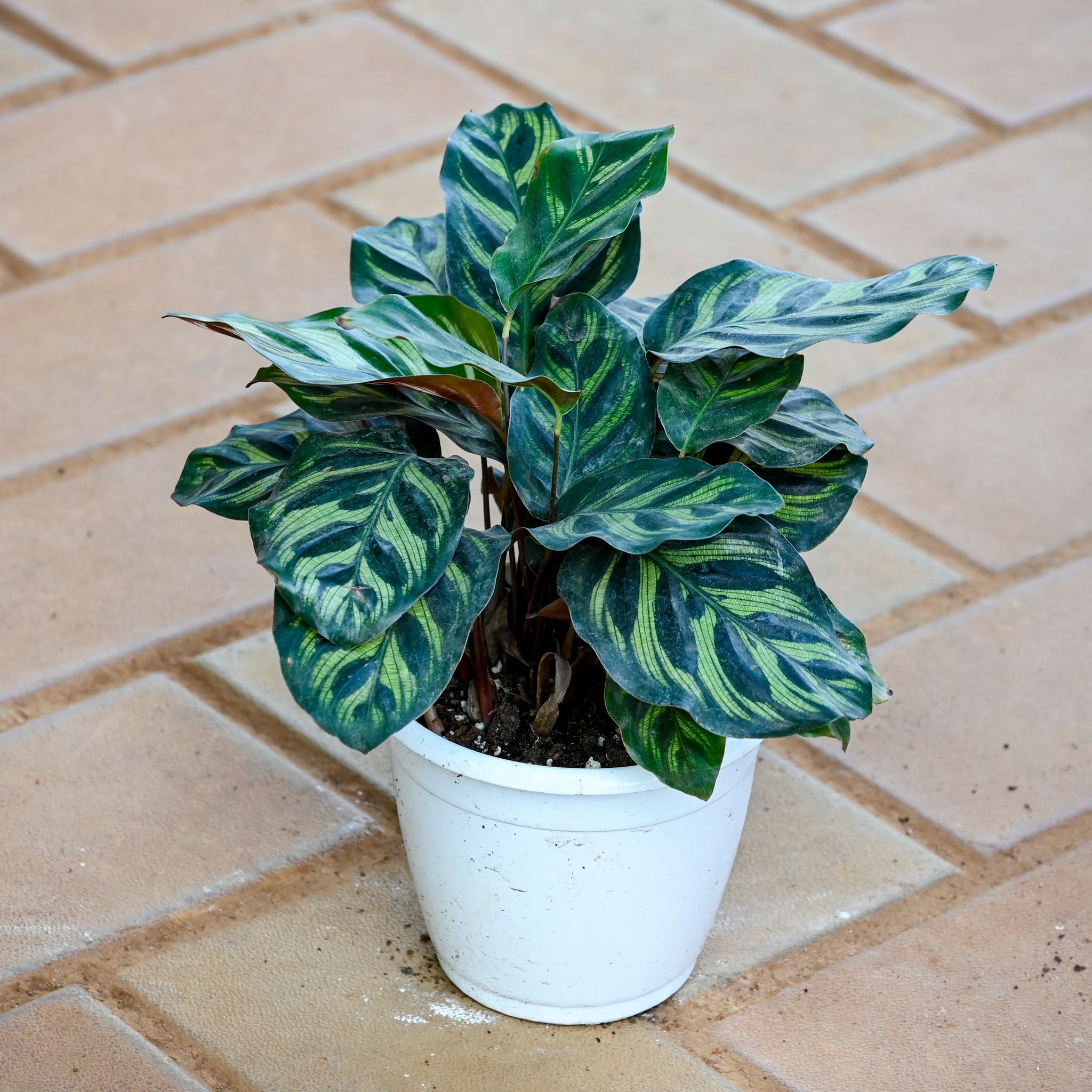 Calathea Makoyana in 4 Inch Nursery Pot