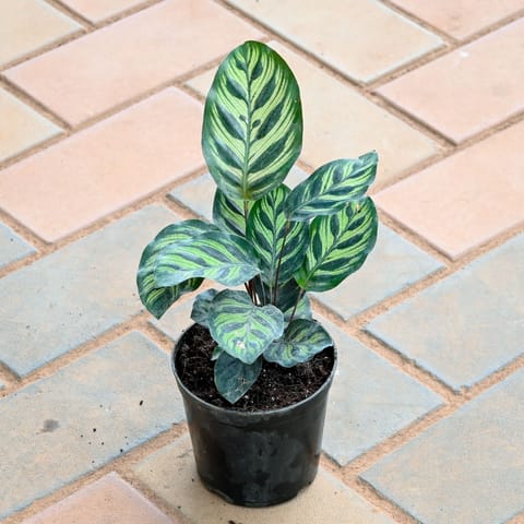 Calathea Makoyana in 4 Inch Nursery Pot