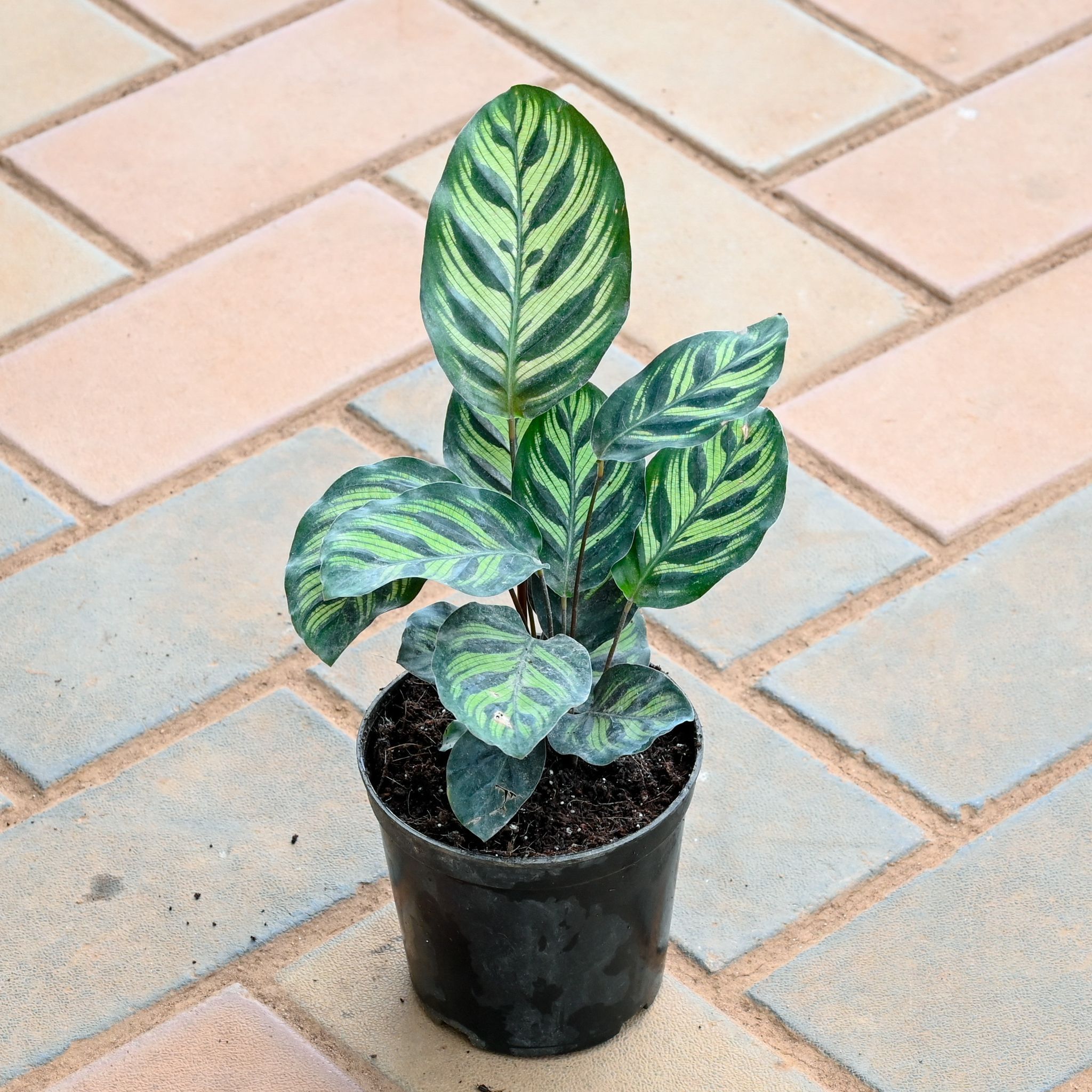 Calathea Makoyana in 4 Inch Nursery Pot