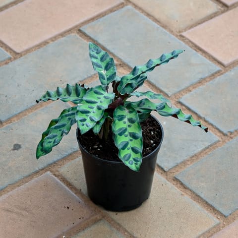 Calathea Rattlesnake in 4 Inch Nursery Pot