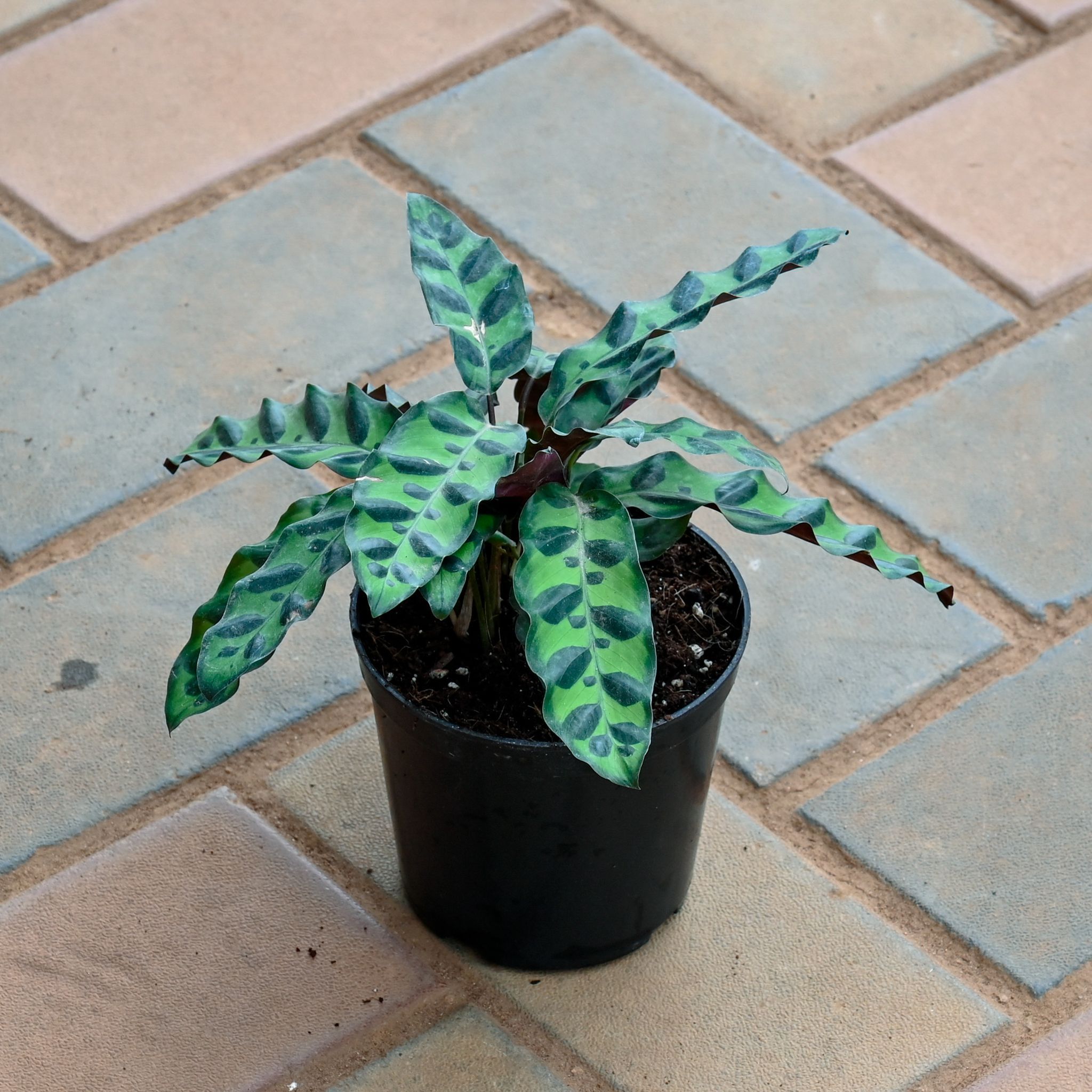 Calathea Rattlesnake in 4 Inch Nursery Pot