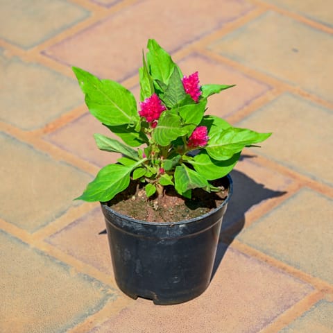 Celosia / Cockscomb (Any Colour) in 4 Inch Nursery Pot