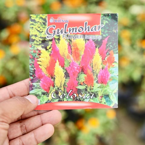 Celosia Mixed Seeds - Excellent Germination