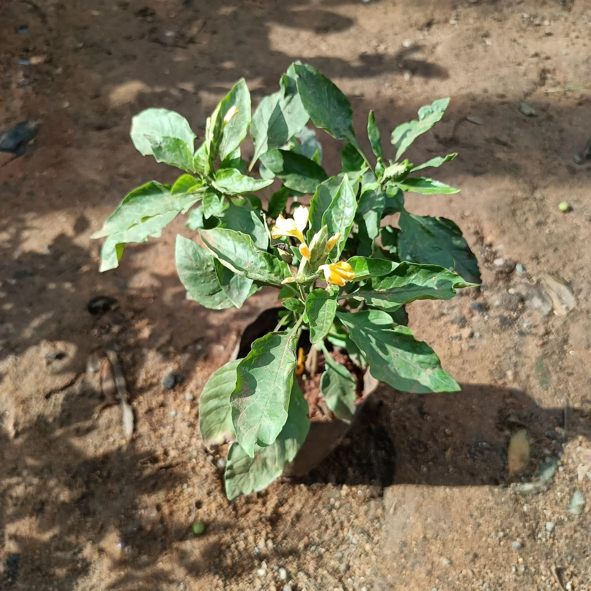 Crossandra Kankabram in 4 Inch Nursery Bag (Any Colour)