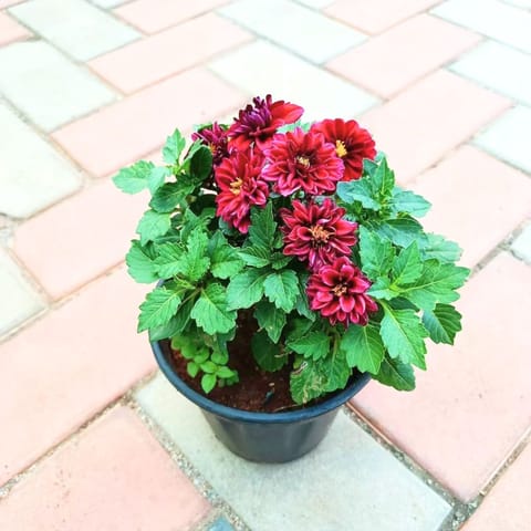 Dahlia All Season (any colour) in 6 Inch Nursery Pot