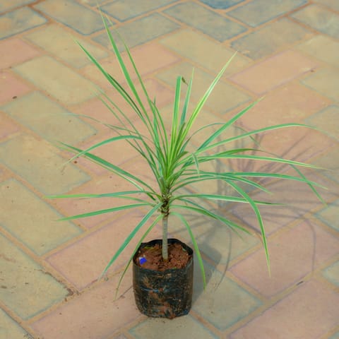 Dracaena Colorama Green in 4 Inch Nursery Bag