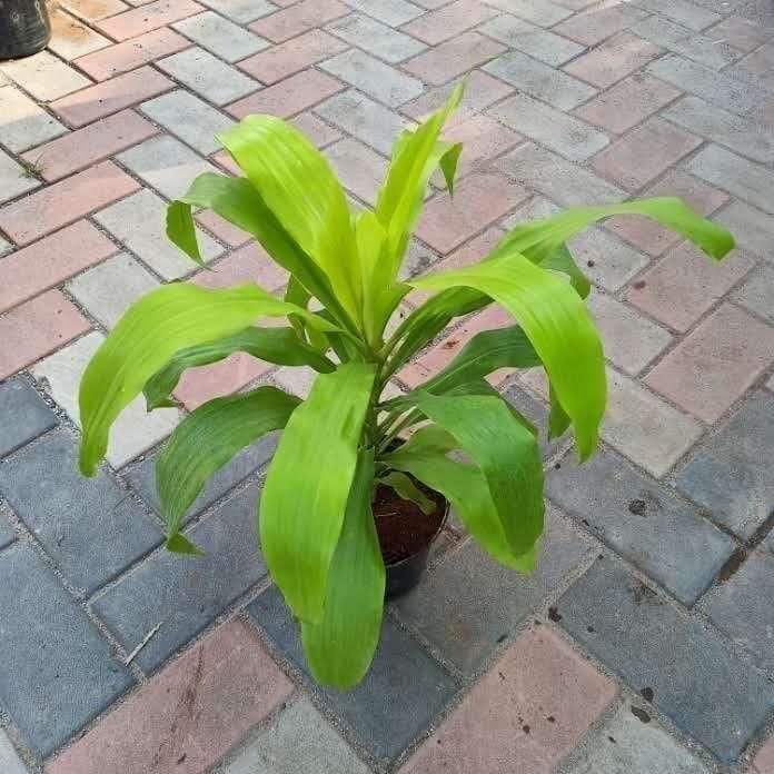 Dracaena Golden in 6 Inch Nursery Pot