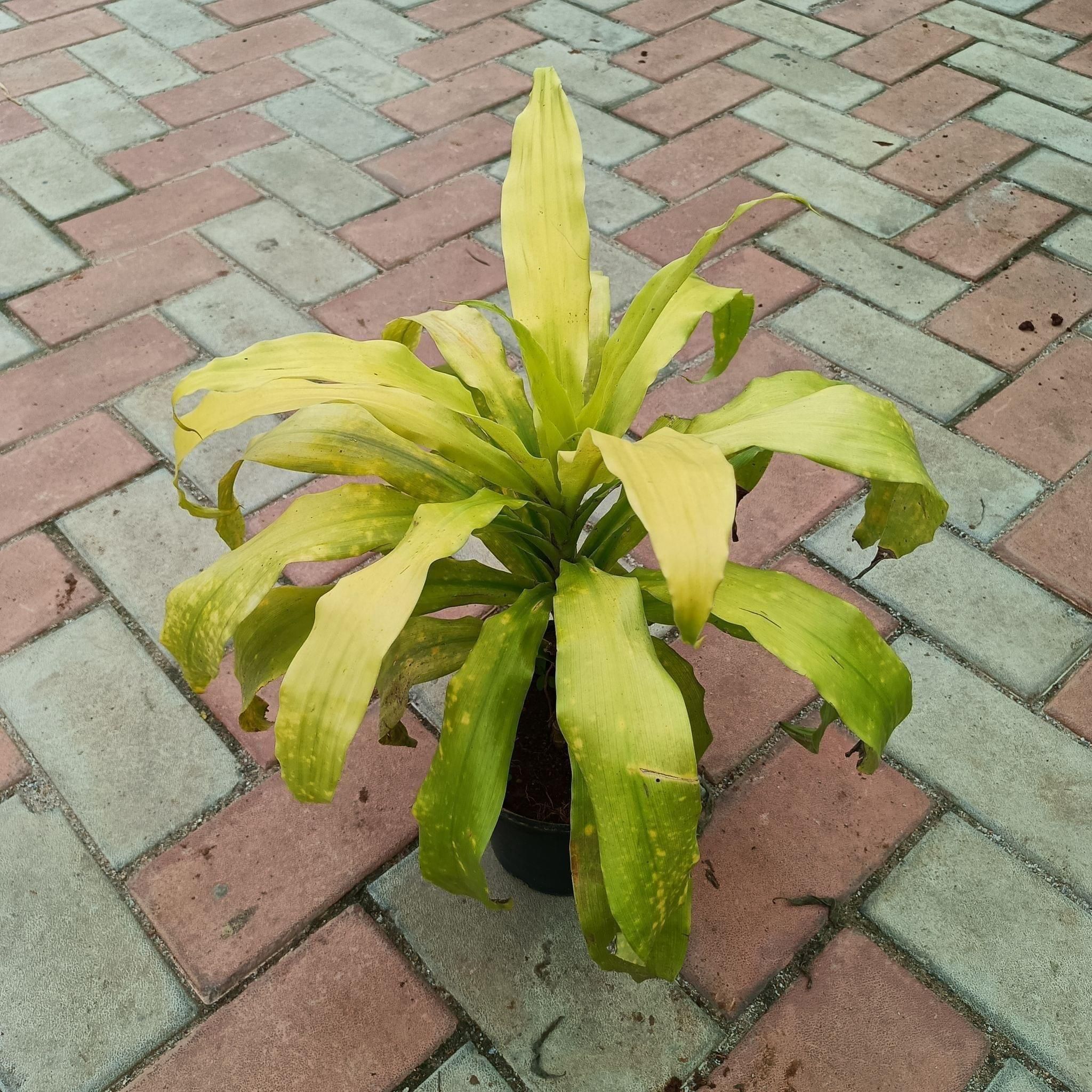 Dracaena Golden in 6 Inch Nursery Pot