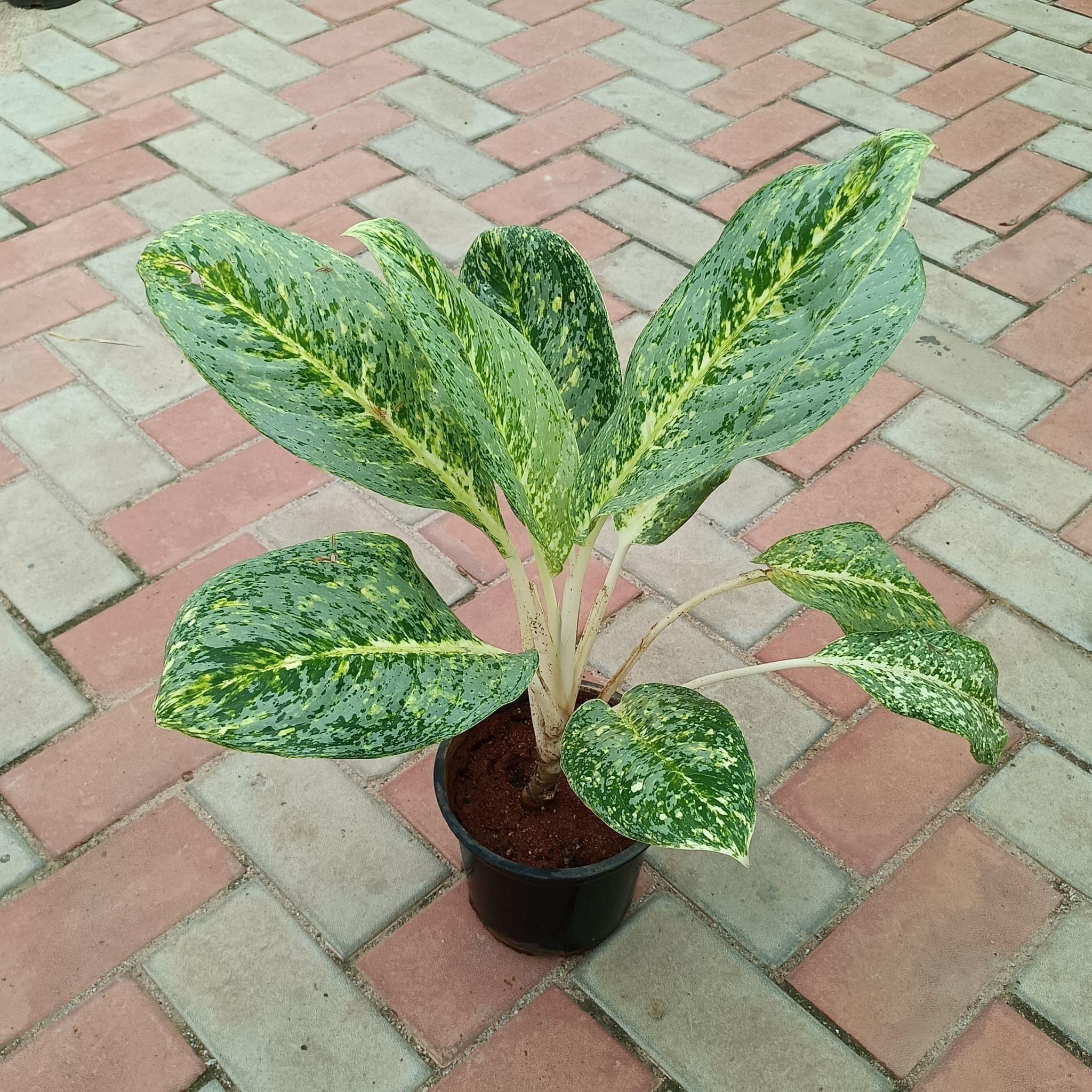 Aglaonema Ice in 8 Inch Nursery Pot