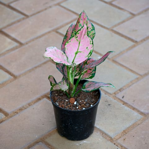 Aglaonema Pink Dalmatian in 4 Inch Nursery Pot
