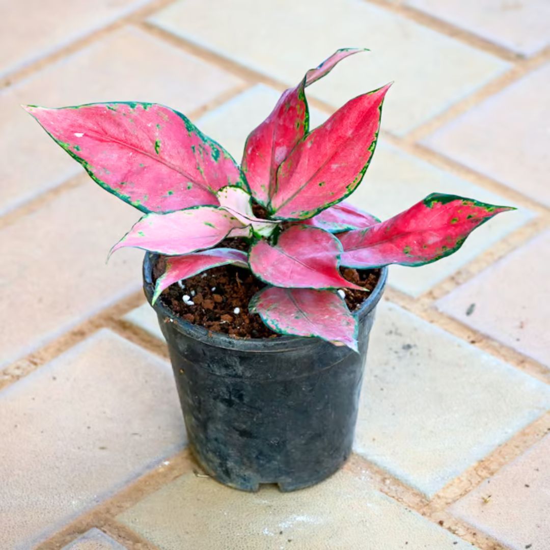 Aglaonema Red Dalmatian in 4 Inch Nursery Pot