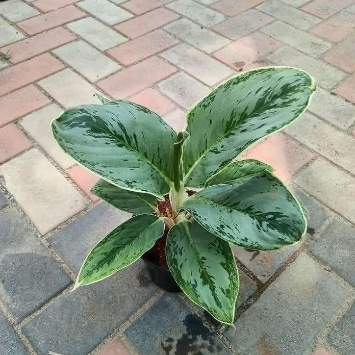 Aglaonema Silver in 5 Inch Nursery Pot