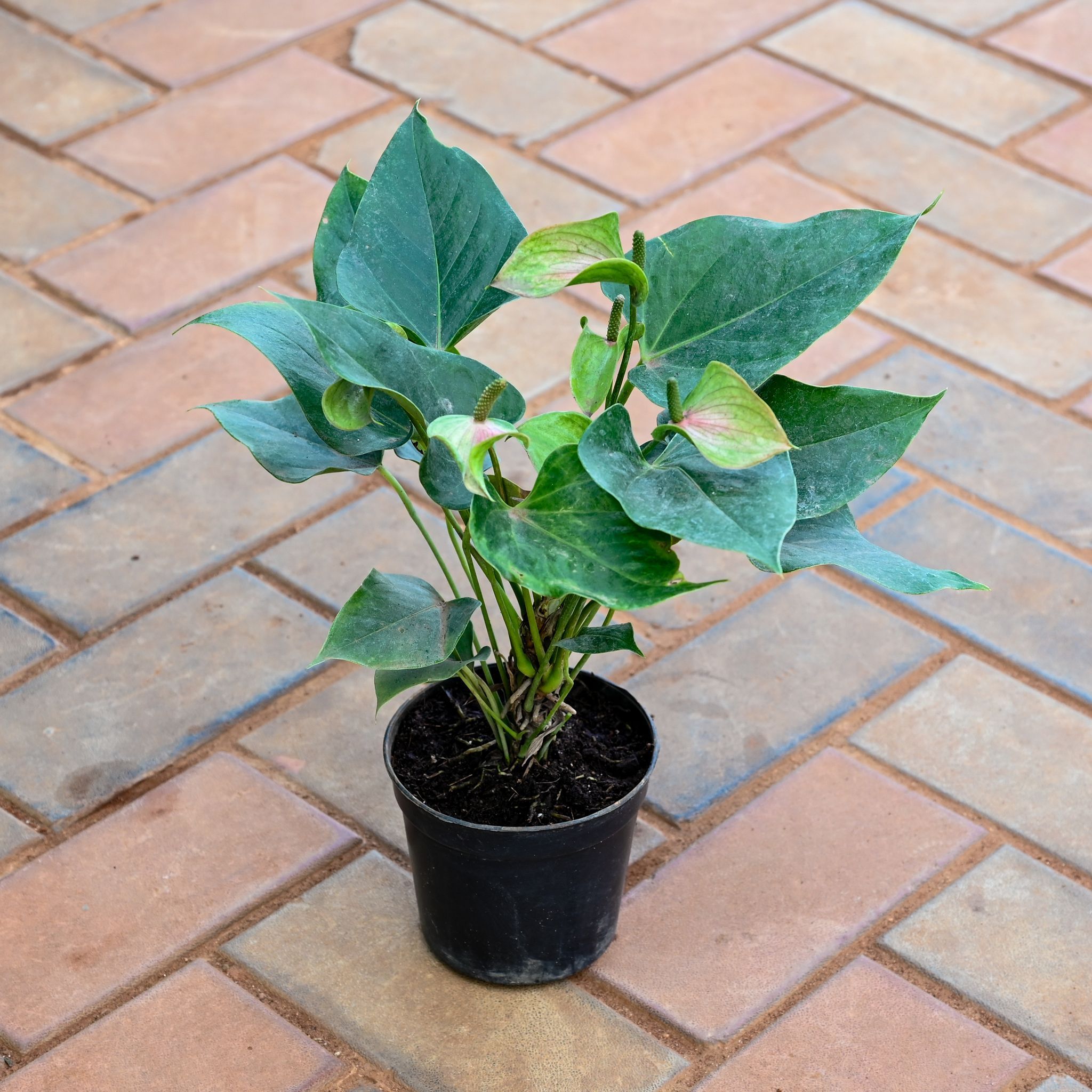 Anthurium (any colour) in 5 Inch Nursery Pot