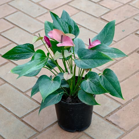 Anthurium Purple in 6 Inch Nursery Pot