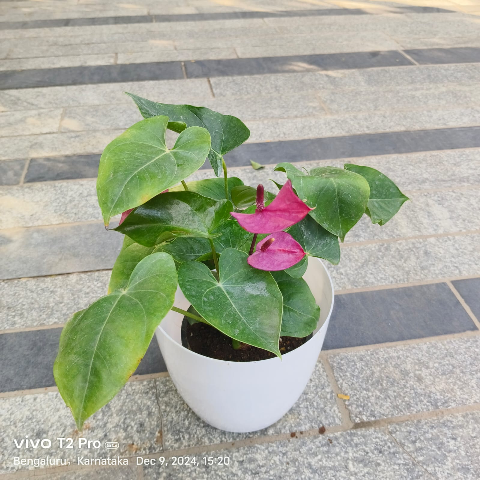 Anthurium Purple in 7 Inch Classy White Round Plastic Pot