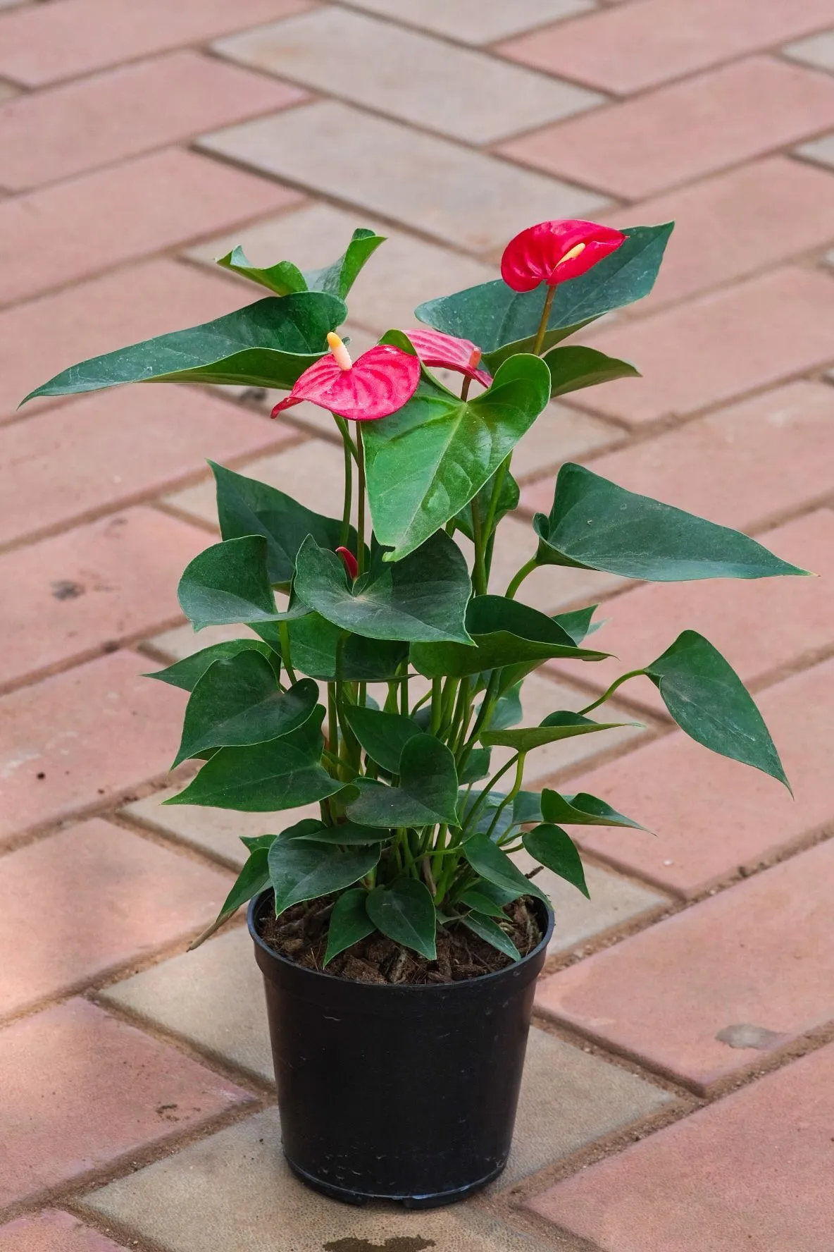 Anthurium Red in 5 Inch Nursery Pot