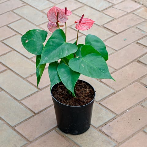 Anthurium Red in 5 Inch Nursery Pot