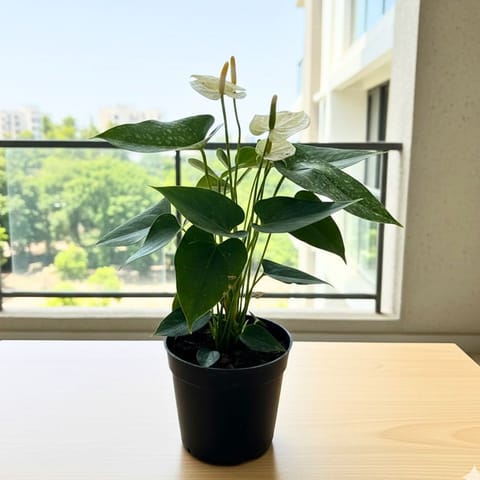 Anthurium White in 5 Inch Nursery Pot