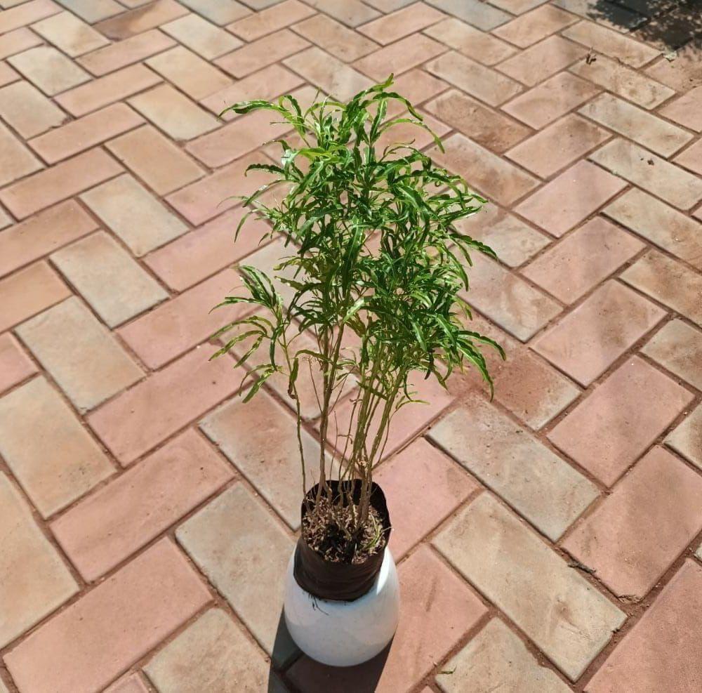 Aralia Green in 4 Inch Nursery Bag