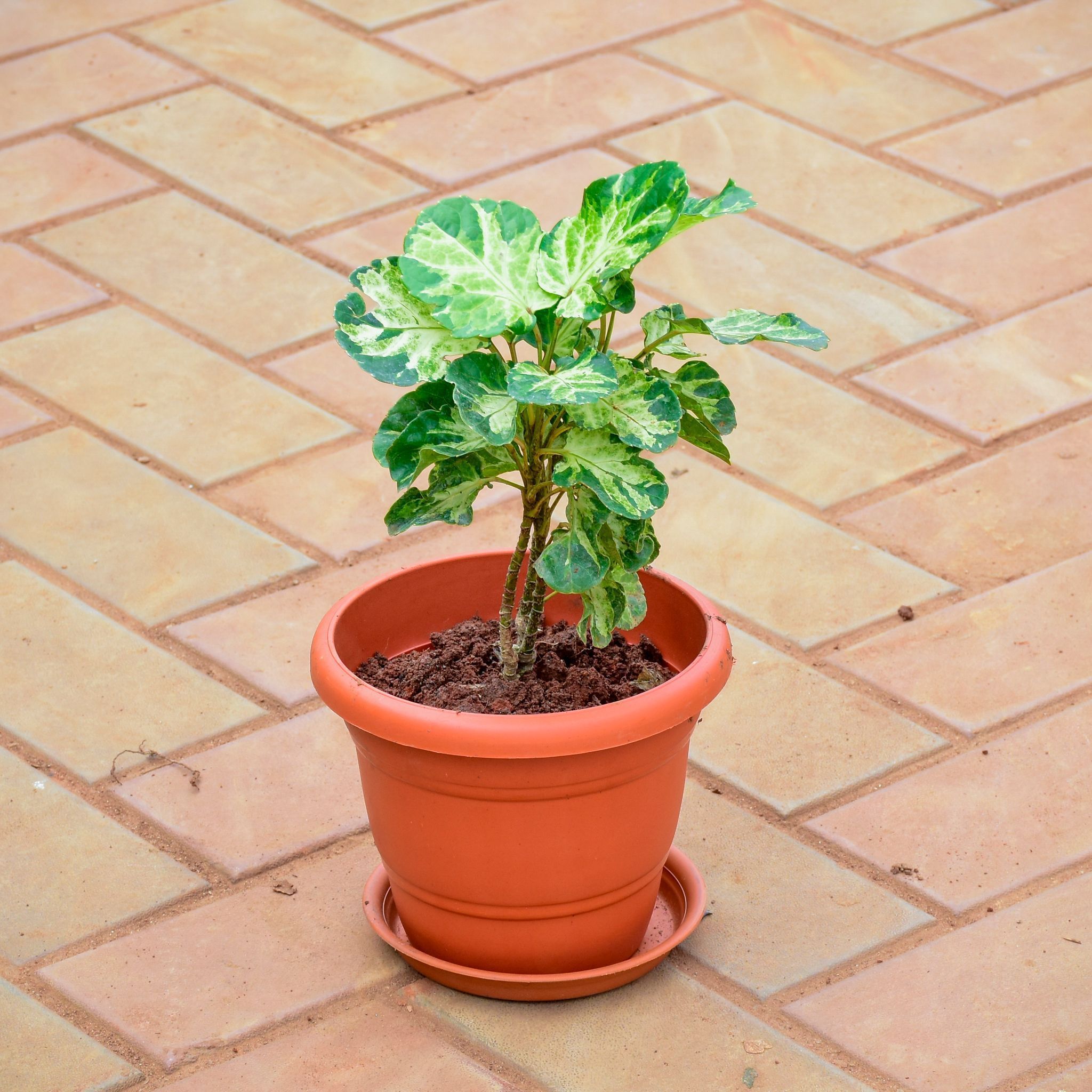Aralia in 7 Inch Classy Red Plastic Pot with Tray