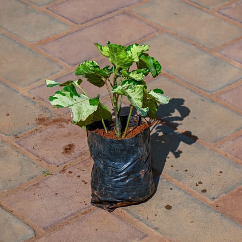 Aralia Polyscias in 3 Inch Nursery Bag