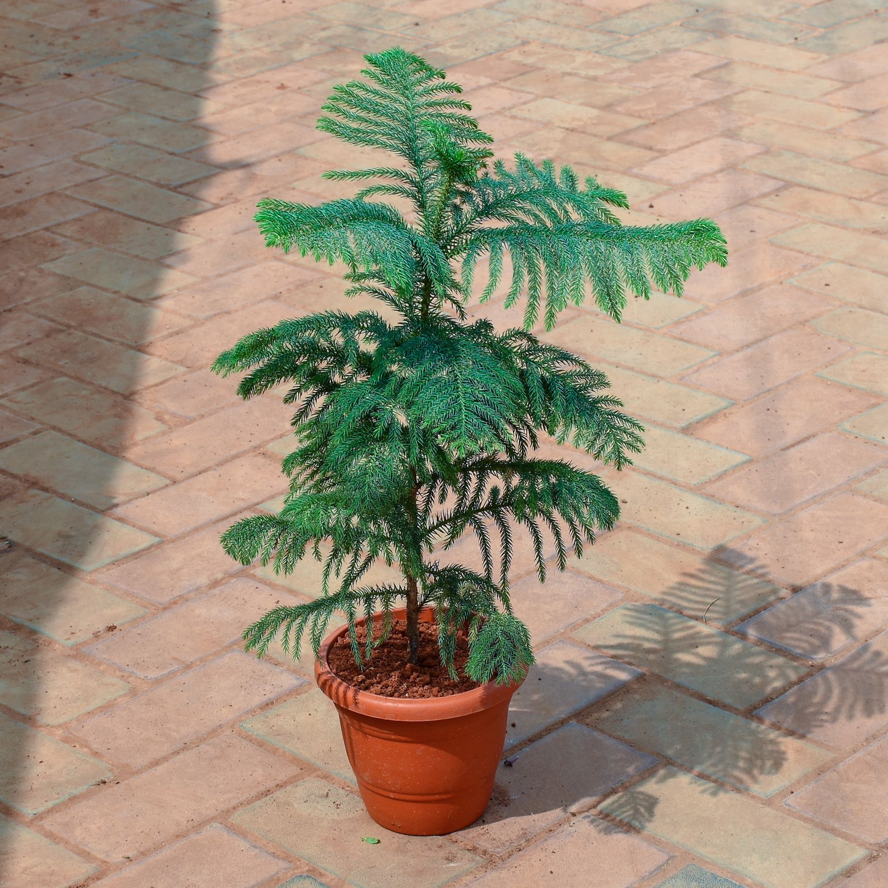 Araucaria / Christmas Tree in 7 Inch Classy Red Plastic Pot