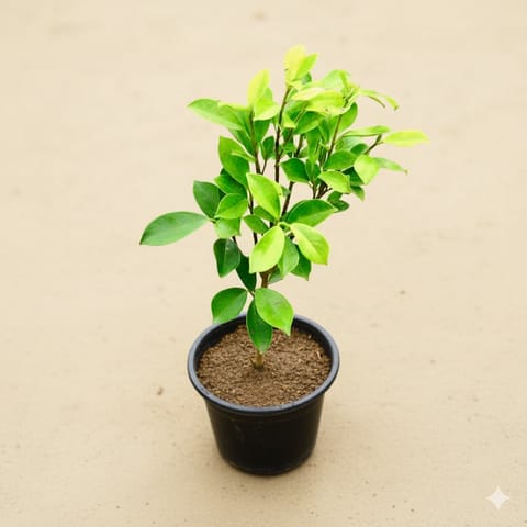 Ficus Panda in 6 Inch Nursery Pot