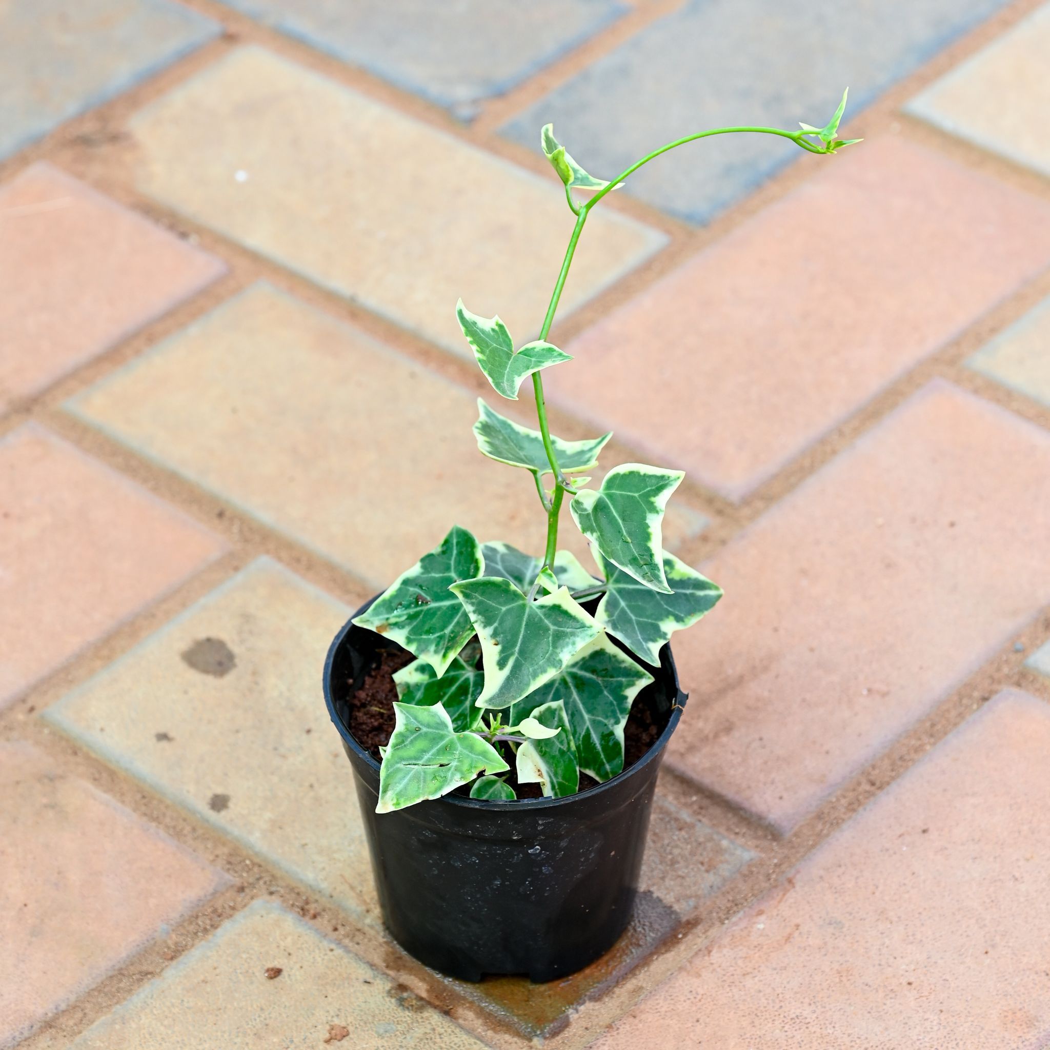 English Ivy Succulent in 4 Inch Nursery Pot
