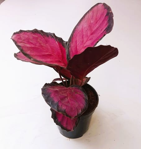 Calathea Dottie in 4 Inch Nursery Pot