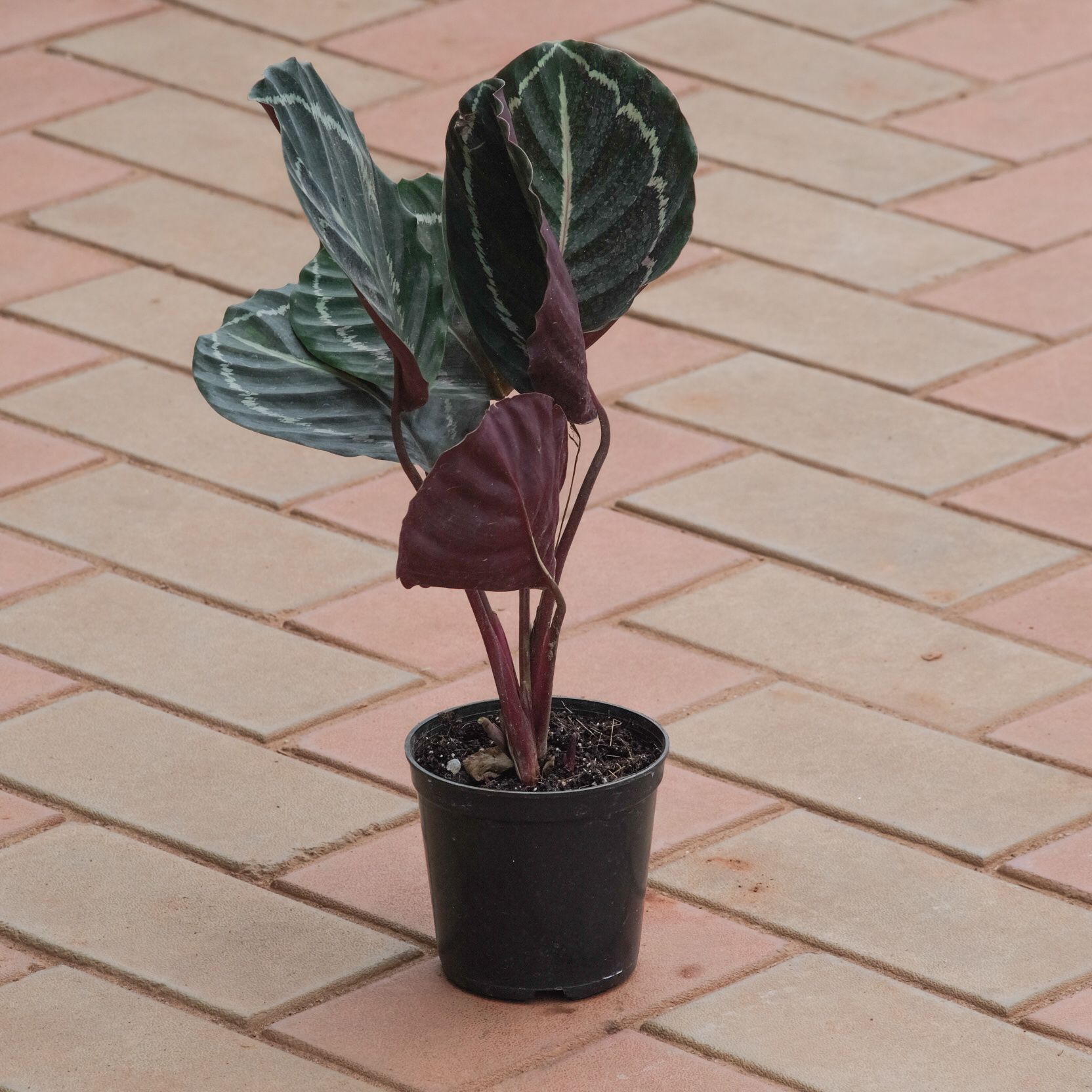 Calathea Roseopicta in 4 Inch Nursery Pot