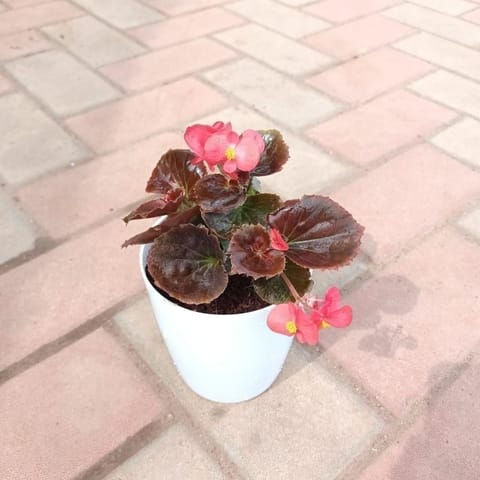 Gift Ready - Begonia Pink in 4 Inch Elegant Plastic Pot (colour may vary) With a Chic Bag