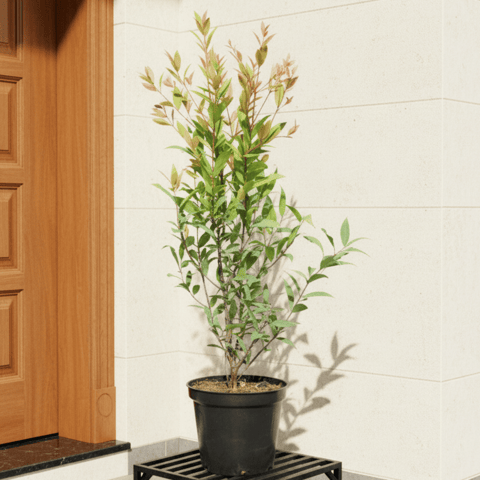 Syzygium / Christina Ficus in 6 Inch Nursery Pot