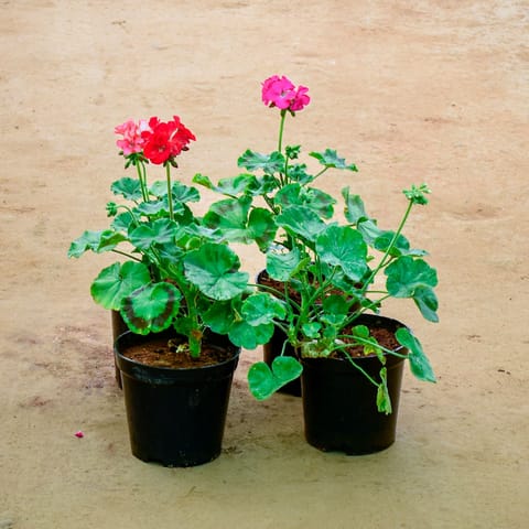 Set of 4 - Geranium (Any Colour) in 6 Inch Nursery Pot