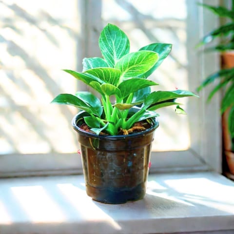 Philodendron Birkin in 6 Inch Nursery Pot
