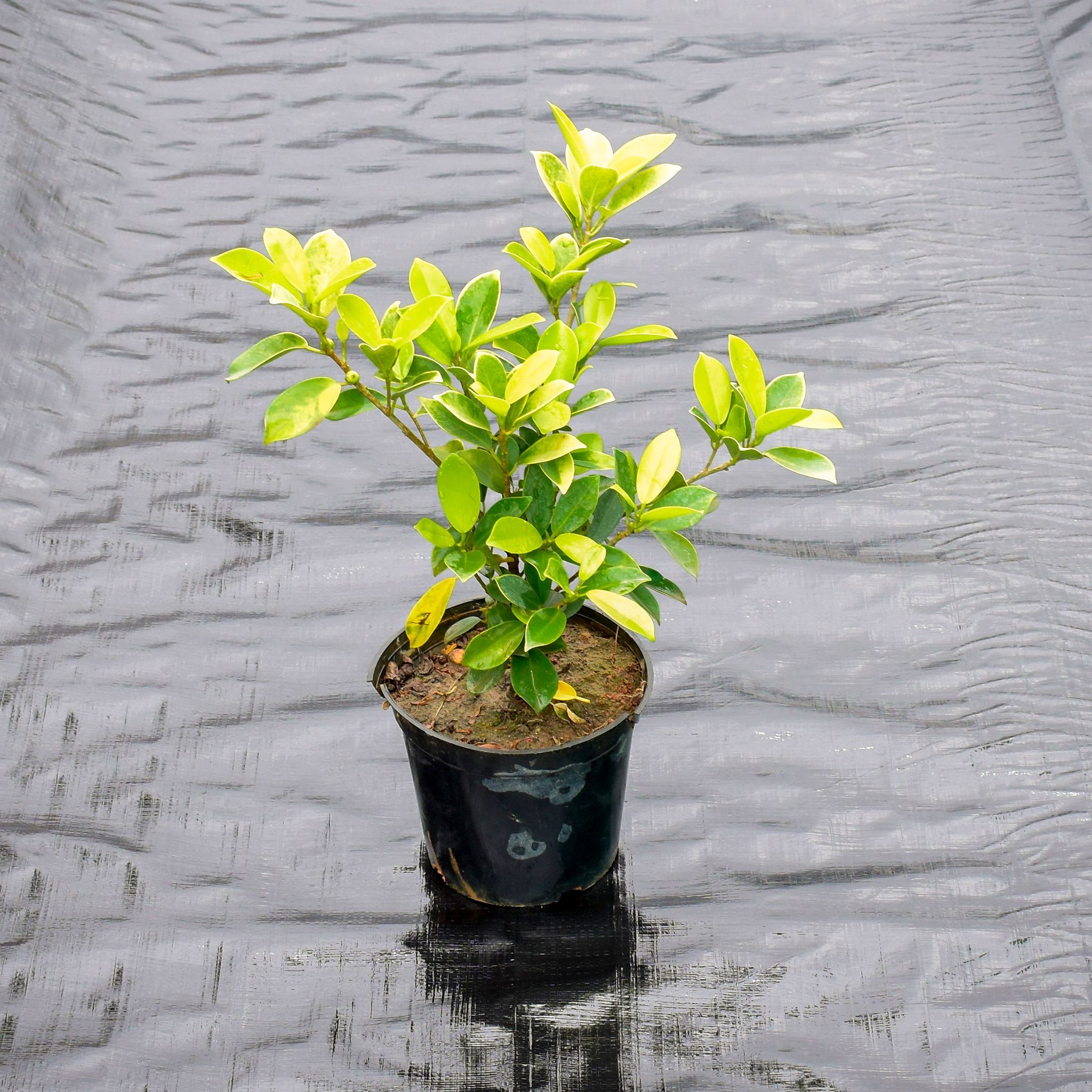 Ficus Panda in 5 Inch Nursery Pot