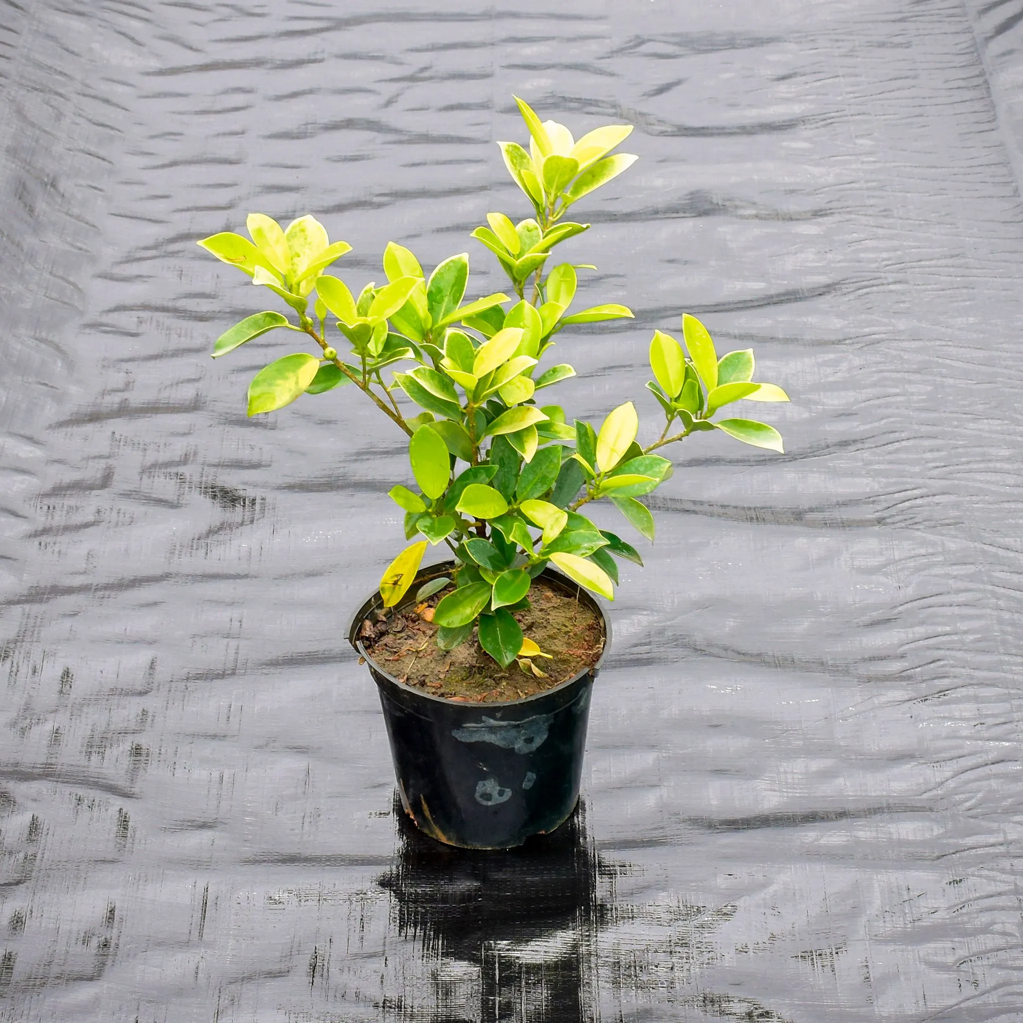 Ficus Panda in 5 Inch Nursery Pot