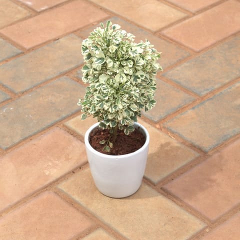 Gift Ready - Aralia Variegated in 4 Inch White cup ceramic Pot With a Chic Bag