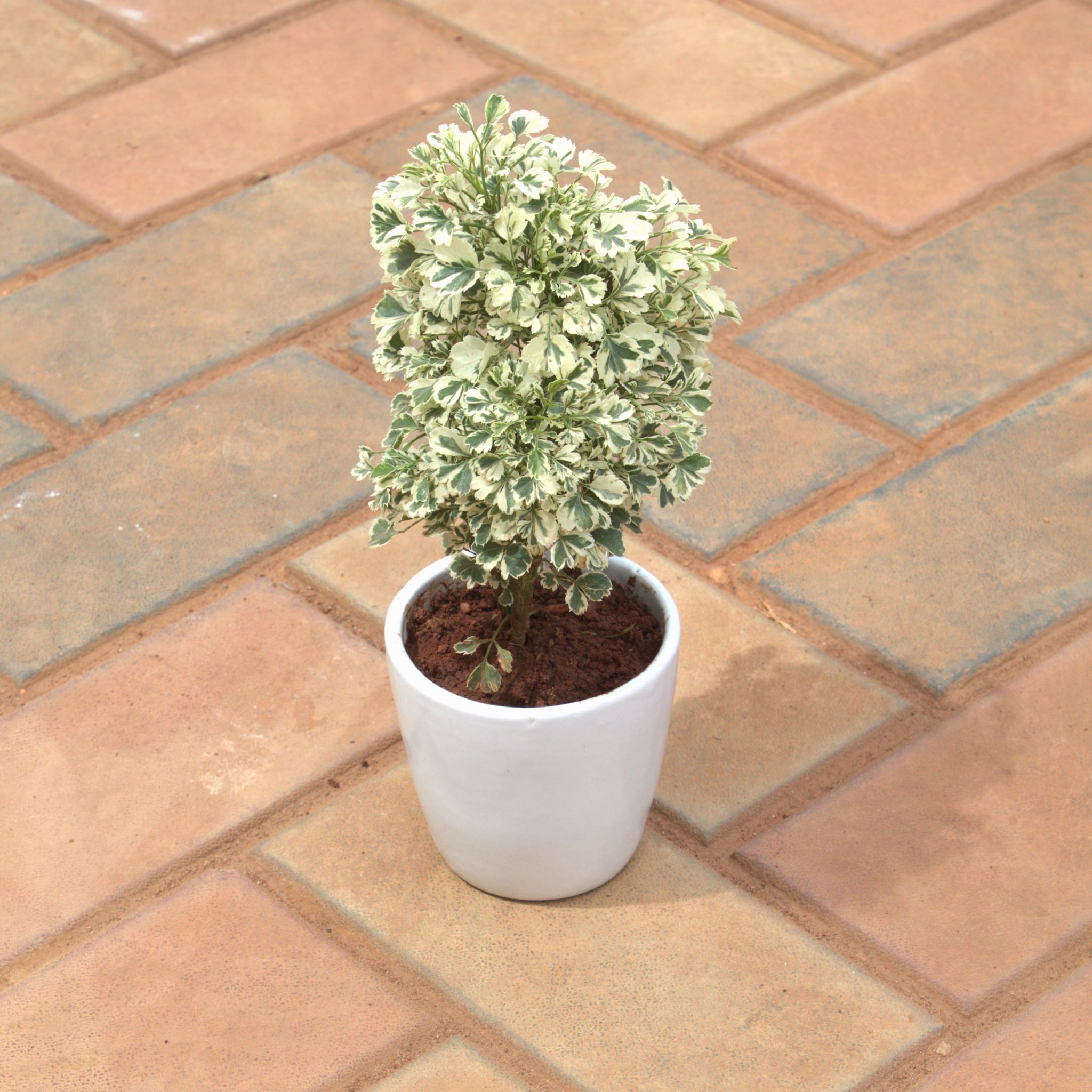 Gift Ready - Aralia Variegated in 4 Inch White cup ceramic Pot With a Chic Bag