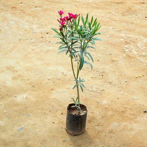 Oleander / Kaner Pink in 7 Inch Nursery Bag