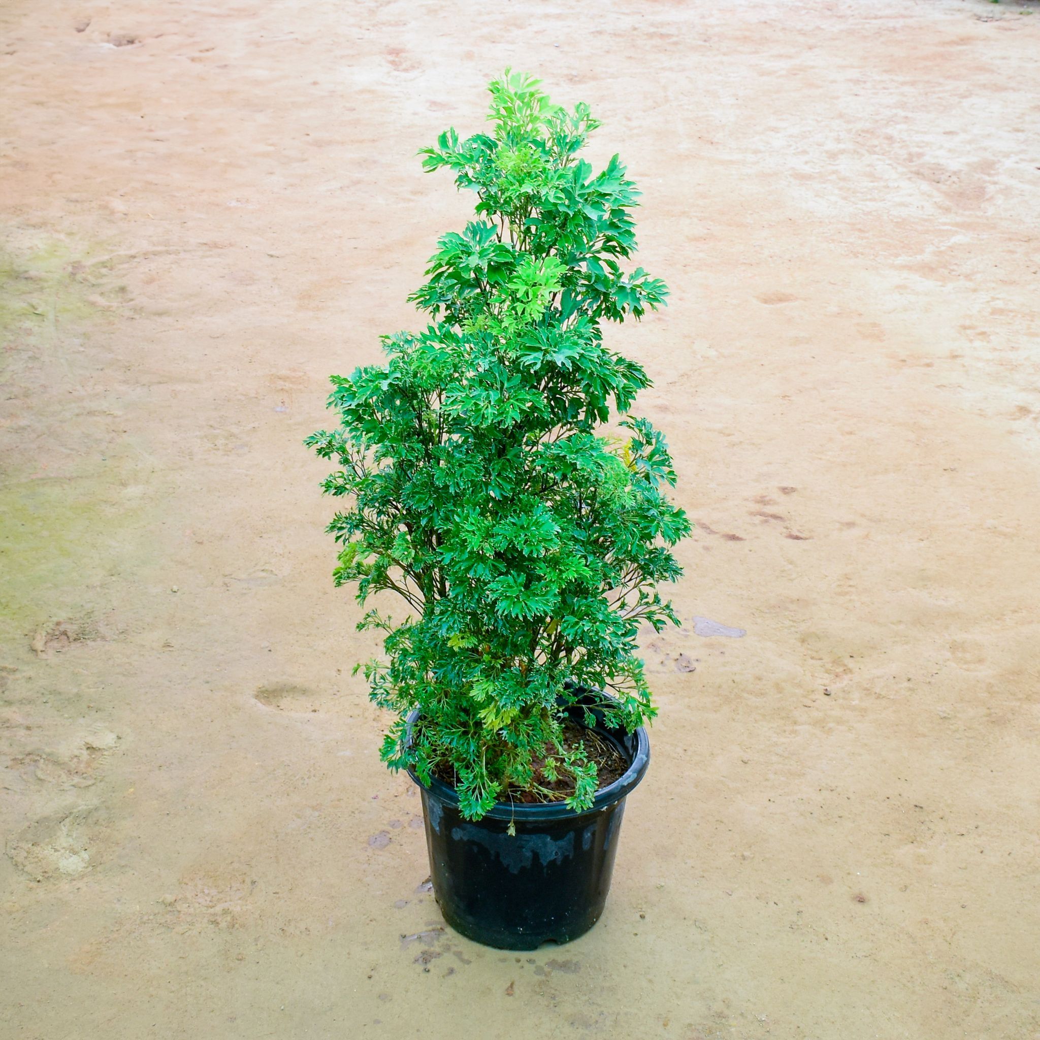 Aralia Green in 10 Inch Nursery Pot