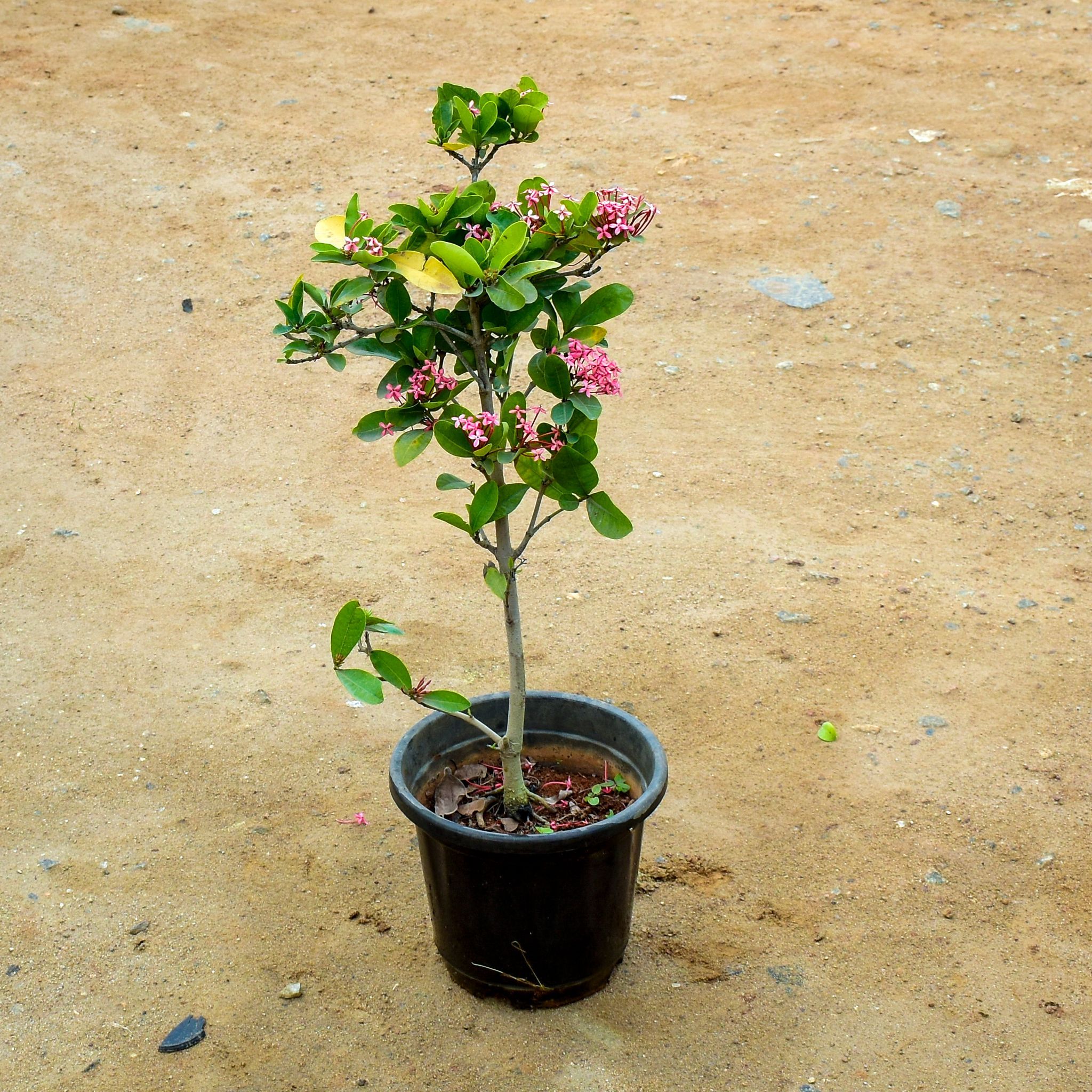 Ixora Pink in 10 Inch Nursery Pot