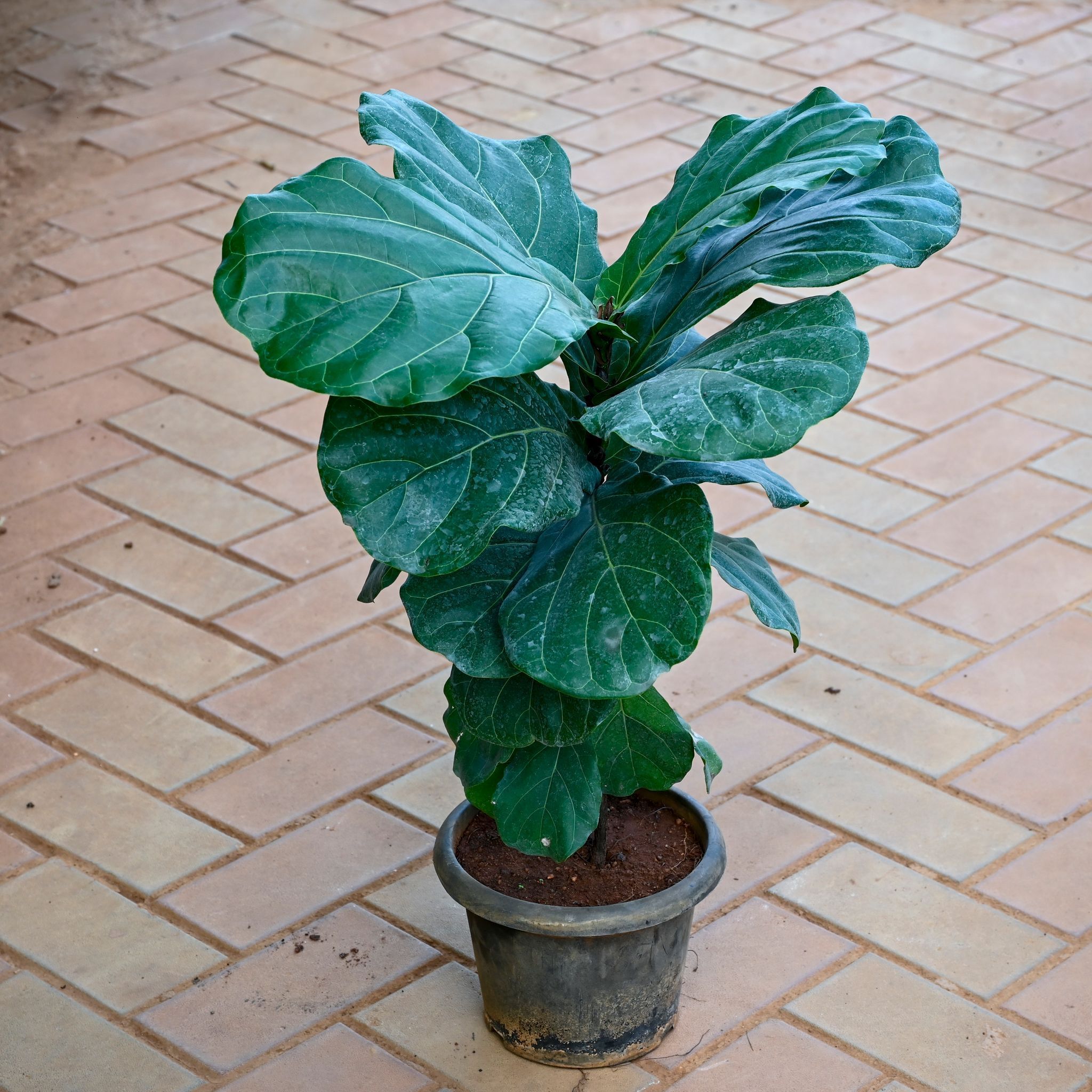 Fiddle Leaf Fig / Ficus Lyrata ( ~ 2 Ft) in 8 Inch Nursery Pot