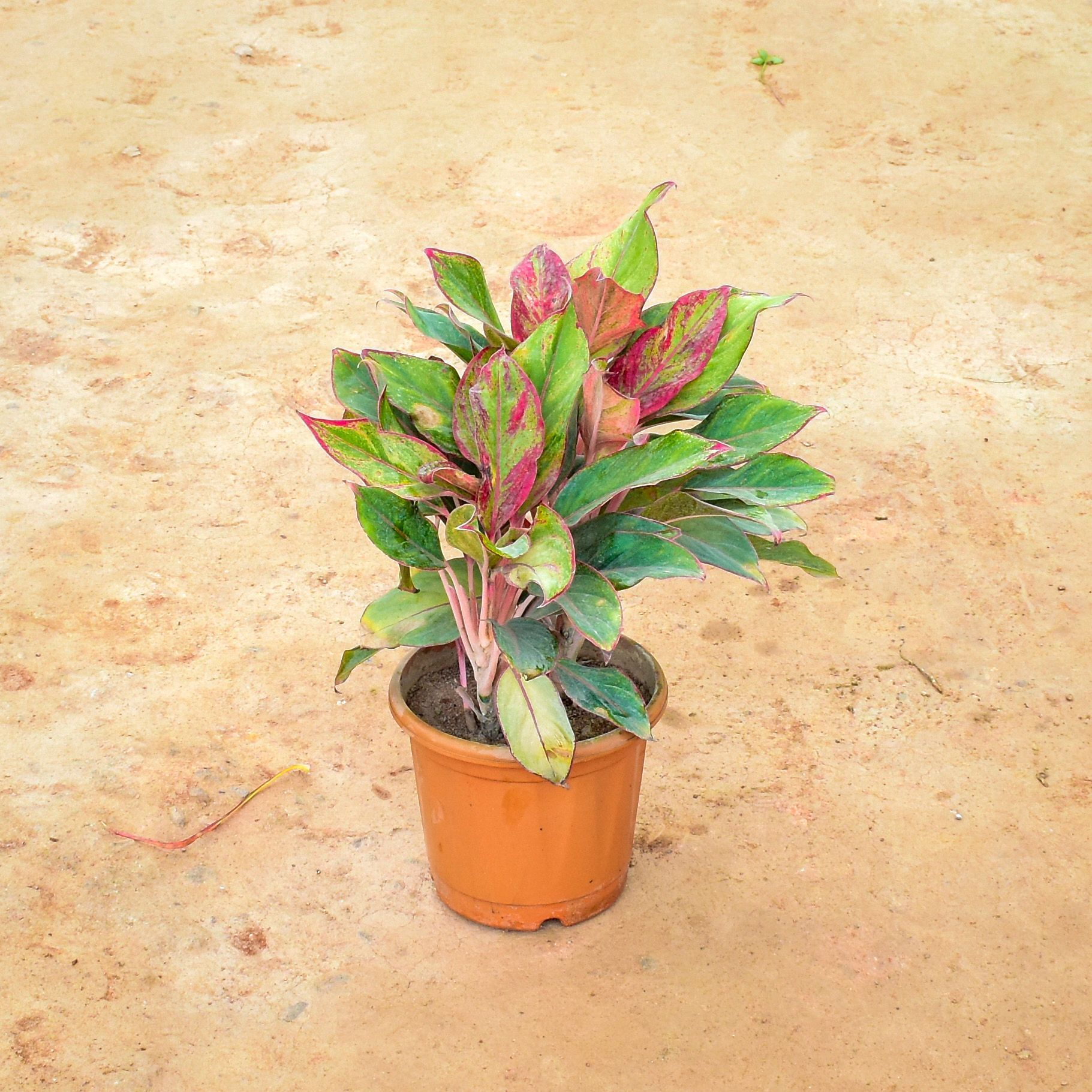 Aglaonema Lipstick in 8 Inch Nursery Pot