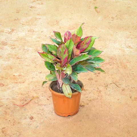 Aglaonema Lipstick in 8 Inch Nursery Pot