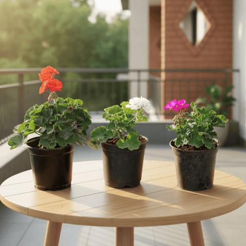 Set of 3 - Geranium (White, Pink & Orange) in 6 Inch Nursery Pot