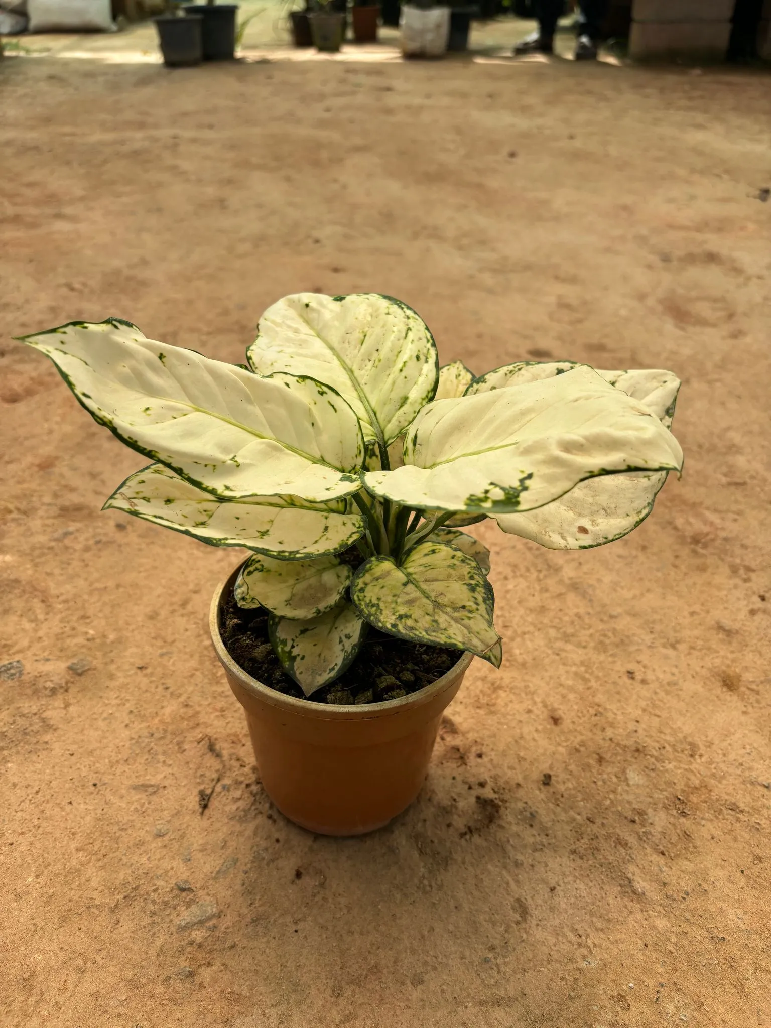 Aglaonema White Variegated in 5 Inch Nursery Pot
