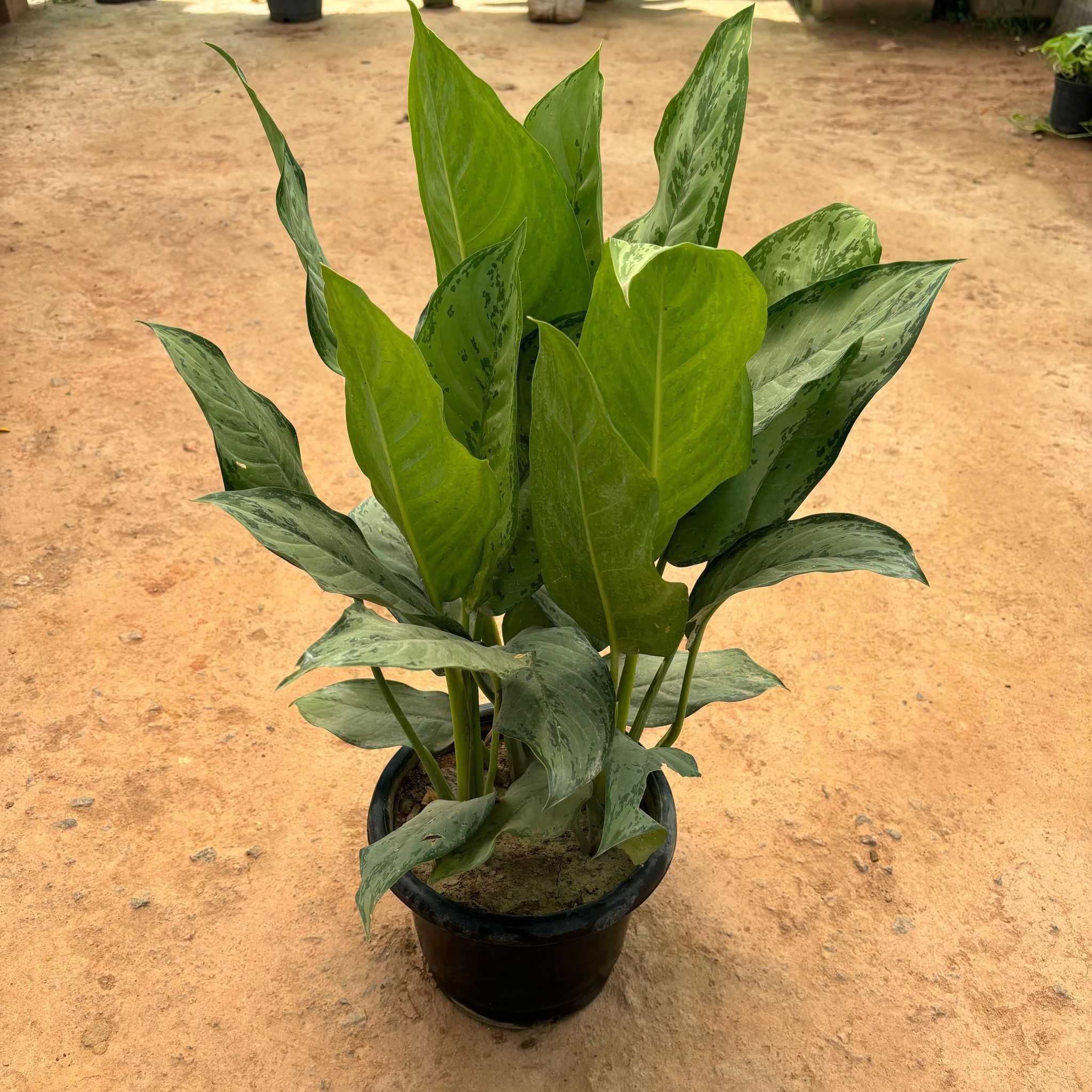 Aglaonema Green in 10 Inch Nursery Pot