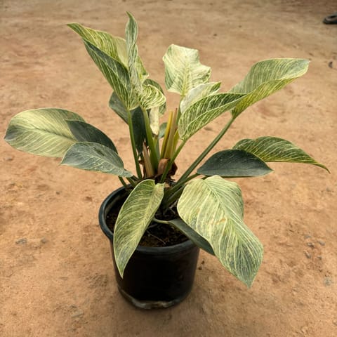 Philodendron Birkin in 7 Inch Nursery Pot