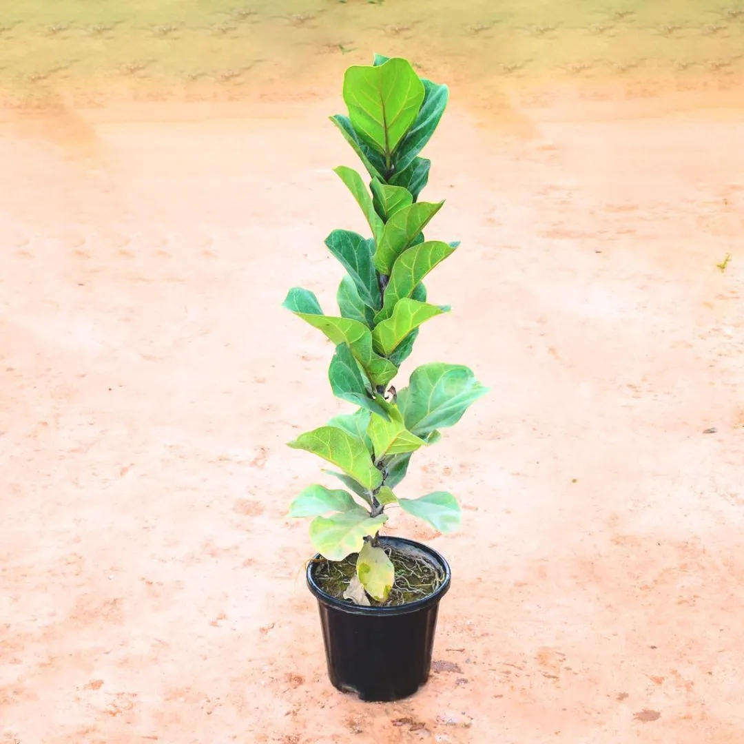 Fiddle Leaf Fig / Ficus Lyrata (~ 3Ft) in 8 Inch Nursery Pot
